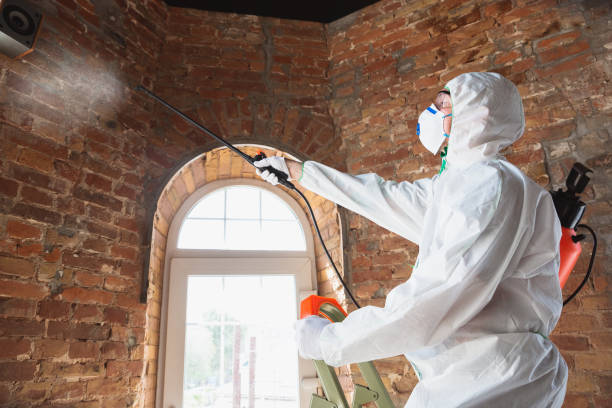 Best Black Mold Removal  in Dillonvale, OH