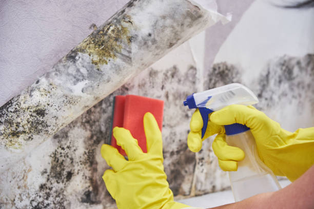 Why You Should Choose Our Mold Remediation Services in Dillonvale, OH